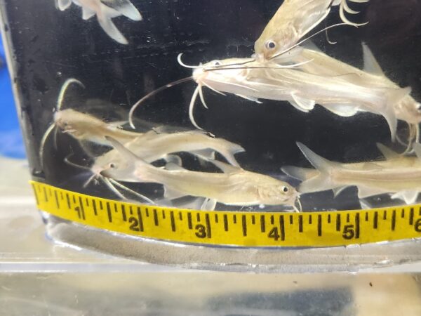 A close up of a fish in a bowl with a measuring tape