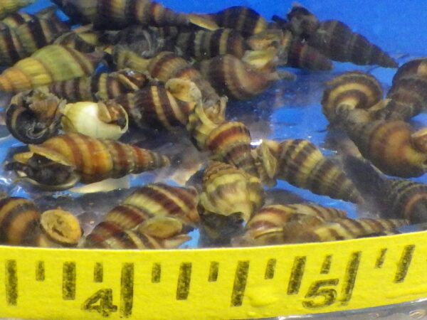 A bowl of striped snails with measuring tape around it.