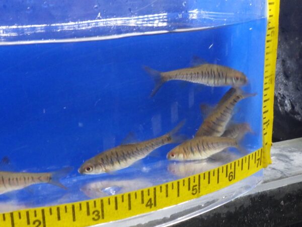 A group of fish in an aquarium with a measuring tape around it.