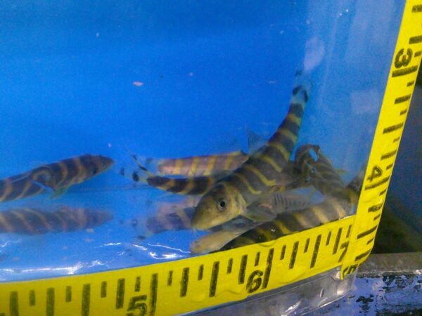 A group of fish in an aquarium with a measuring tape.