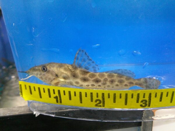 A small fish is sitting on the side of a measuring tape.