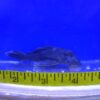 Blue Panaque Pleco L239 Reg