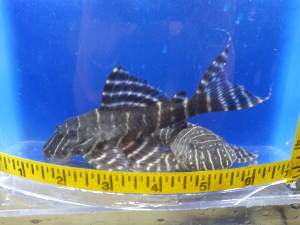 A group of fish in an aquarium with a measuring tape.