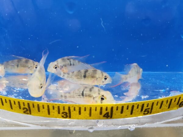 A group of fish in a bowl with a measuring tape around it.