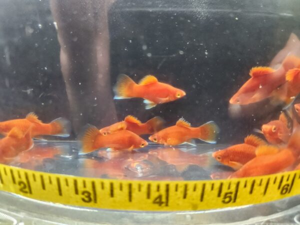 A group of fish in a bowl with a measuring tape around it.