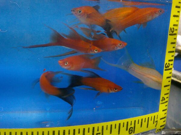 A group of fish swimming in an aquarium.