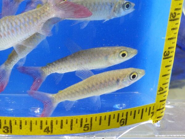 A group of fish in an aquarium with a tape measure.