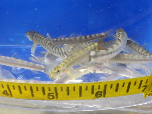 A group of small fish in a bowl with a measuring tape.