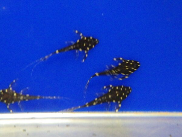 A group of small black and yellow fish swimming in water.