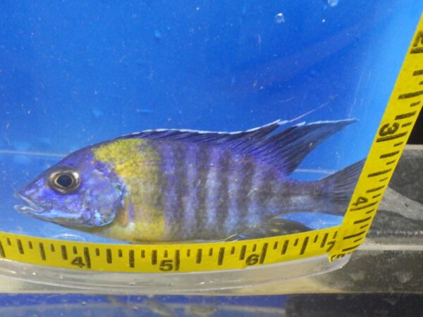 A fish is shown in front of a tape measure.