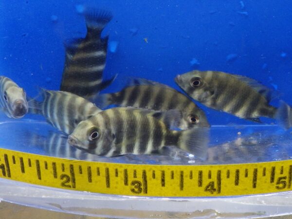 A group of fish in a bowl with a measuring tape.