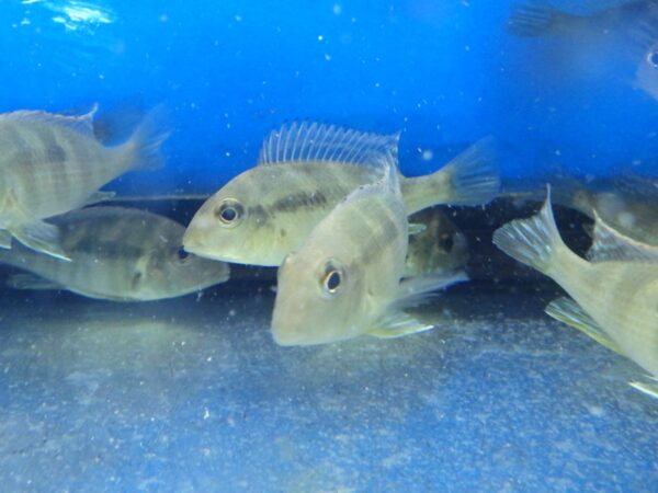 A group of fish swimming in an aquarium.