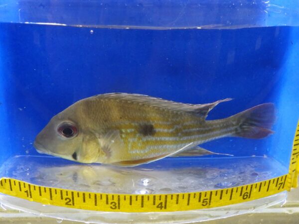 Geophagus Winemelleri Cichlid  Lrg