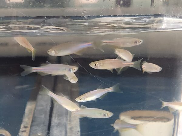 A group of fish in an aquarium with water.