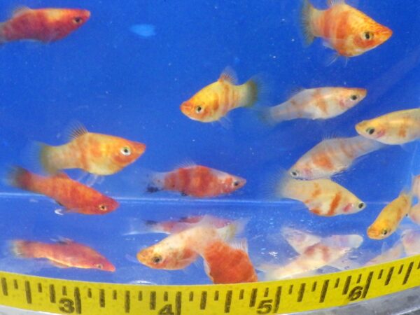 A group of fish swimming in an aquarium.