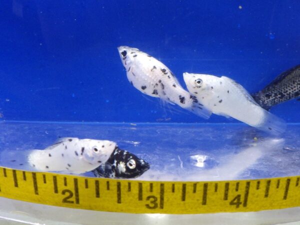 Dalmatian Molly Med