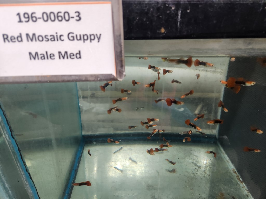 A glass display case with some small fish in it