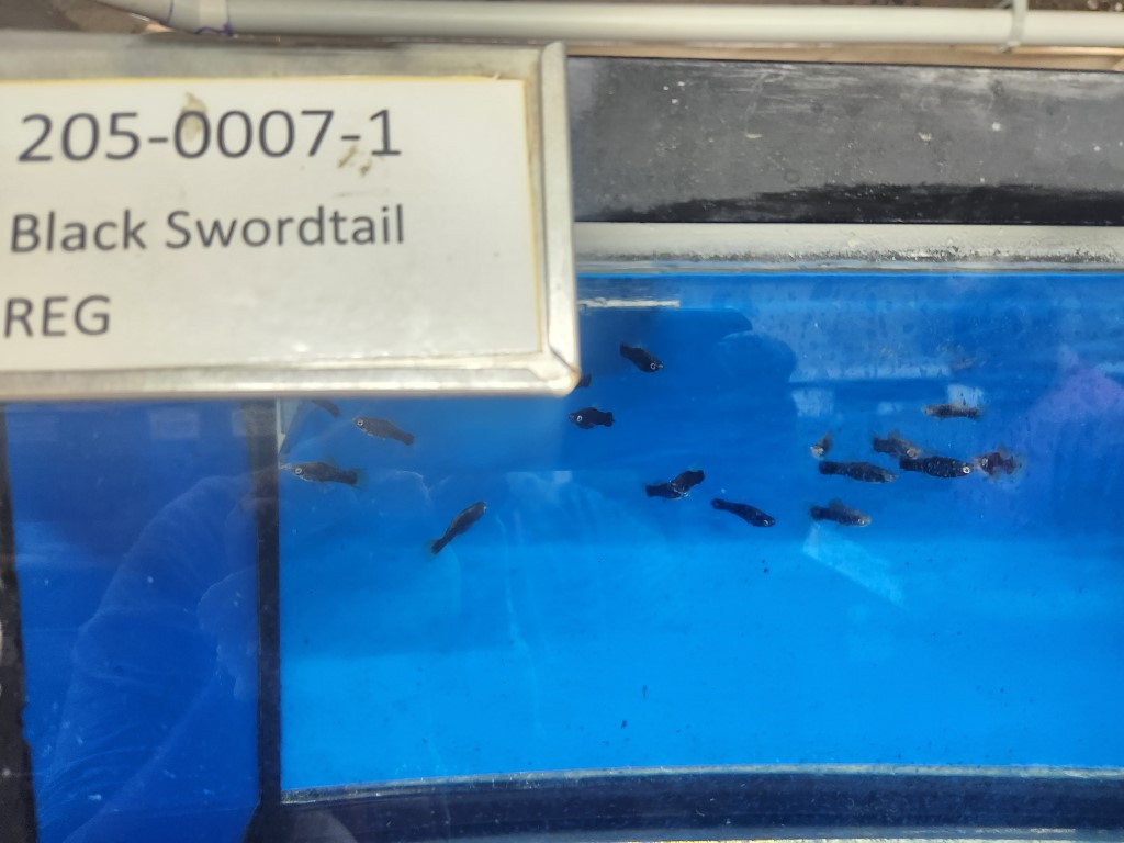 A sign that says " swordtail " in front of some fish.