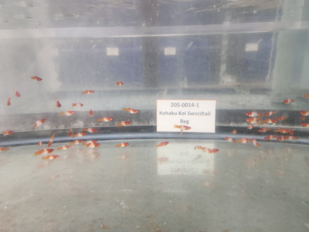 A glass case with many small red bugs on it.