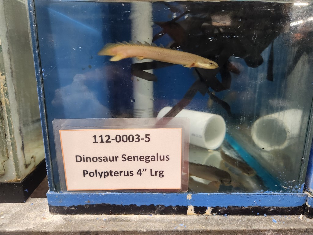 A fish in an aquarium with a sign on it.