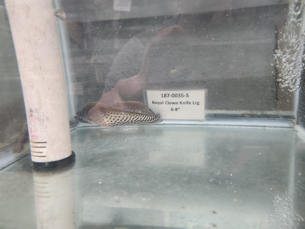 A bird sitting on top of a glass window.