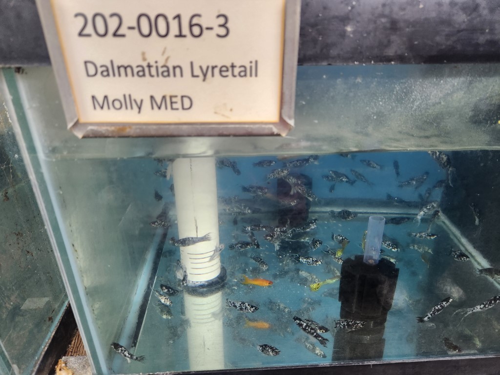 A sign that says, " dalmation lyretail molly med ".