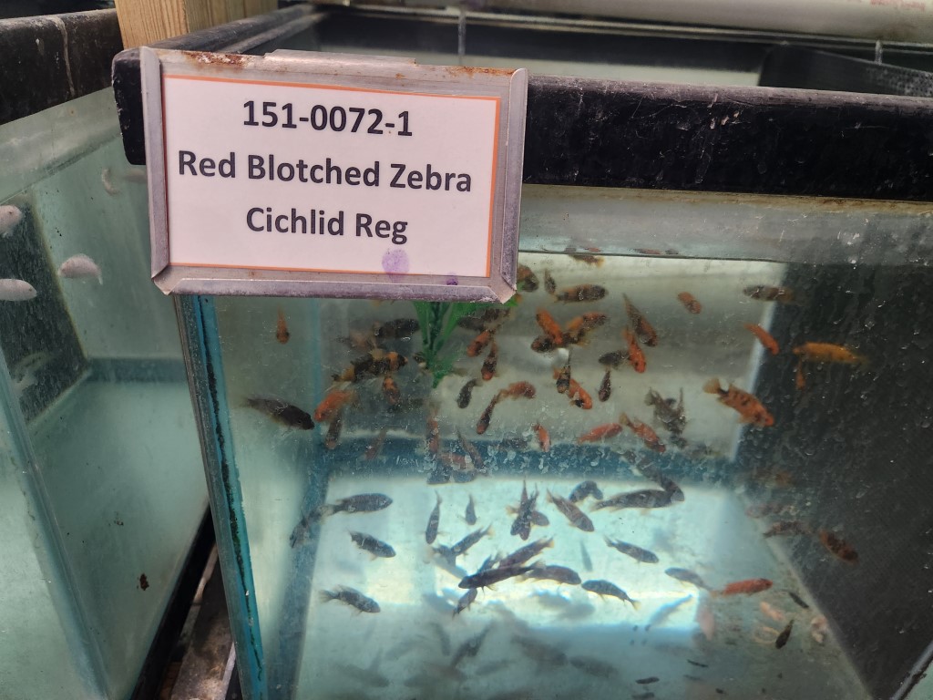 A glass case with many small fish in it