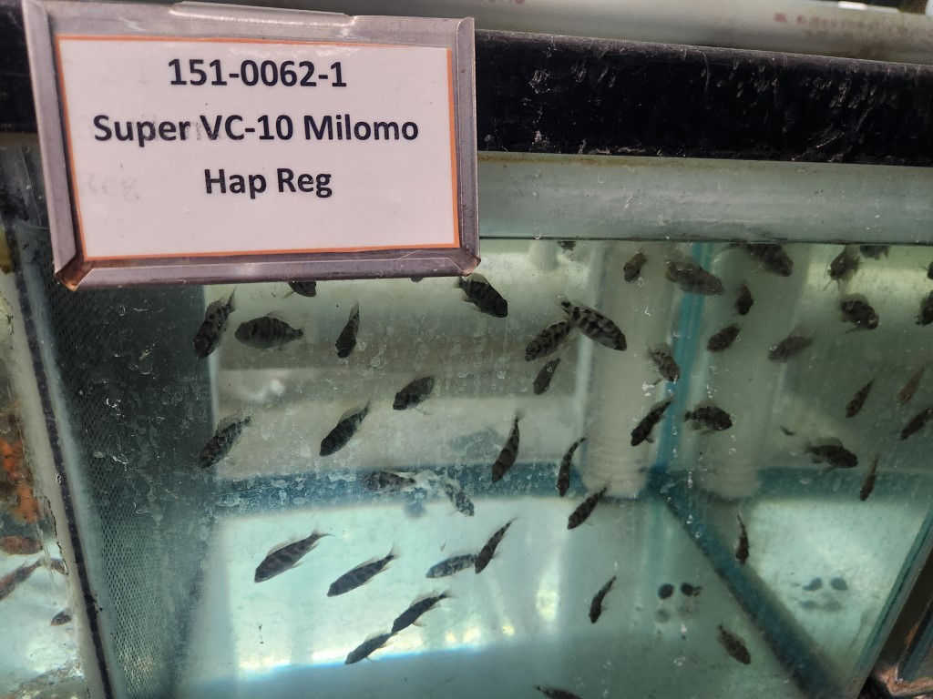 A group of fish in an aquarium with a sign.