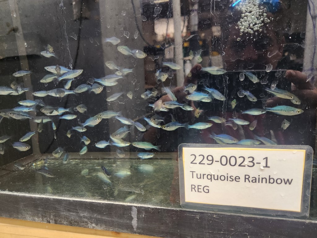 A window display of fish in the water.