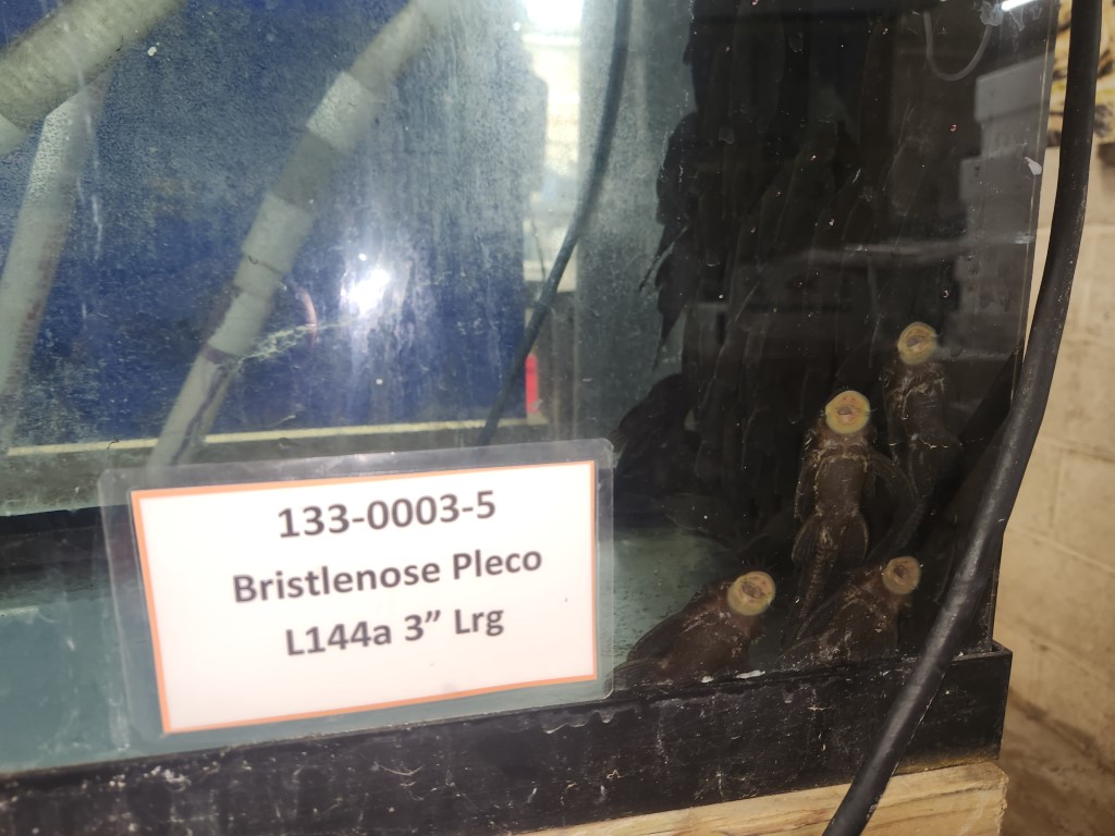 A sign on the side of a building that says " 1 3 3-0 0 0 3-5 bristlenose ploco l