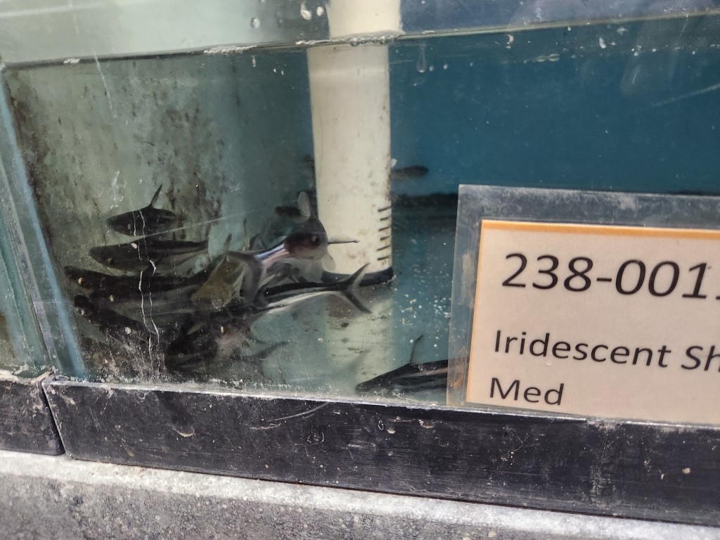 A group of fish in an aquarium with a sign.