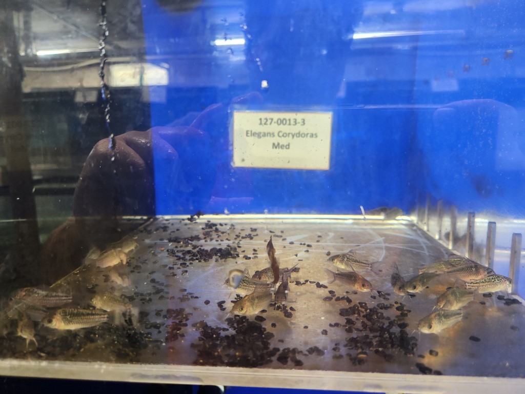 A person is looking at the dead fish in an aquarium.