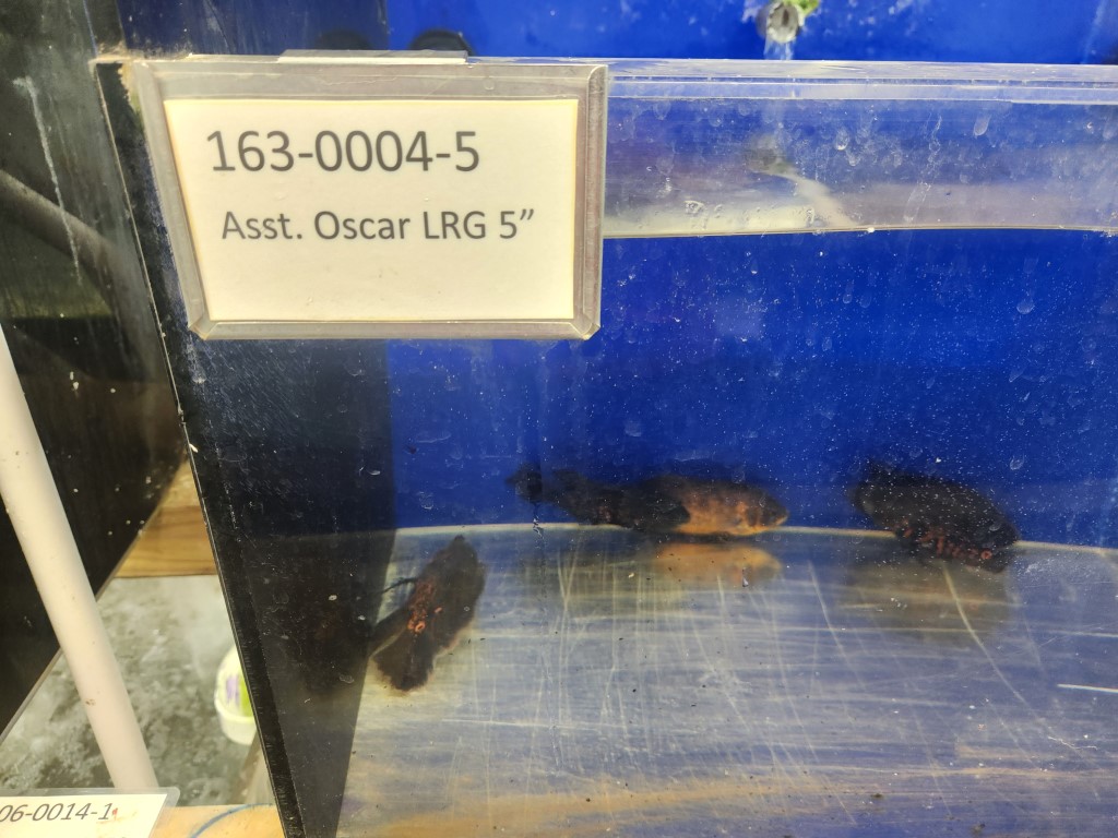 A glass case with some sort of animal in it