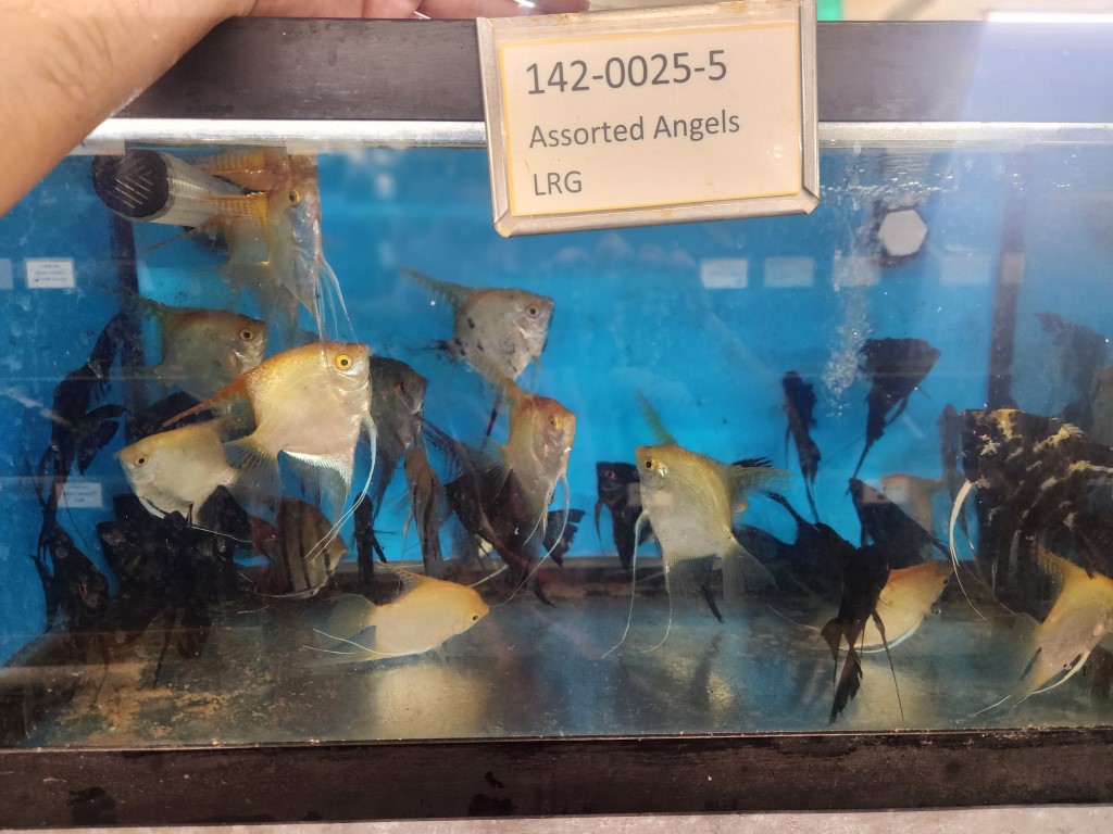 A person holding onto some fish in an aquarium