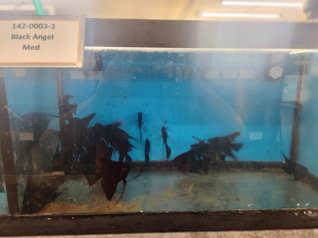 A fish tank with some black and white animals