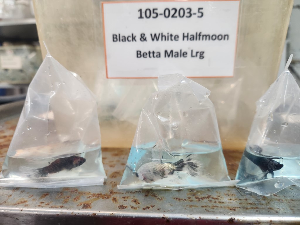 A display of three different types of fish.