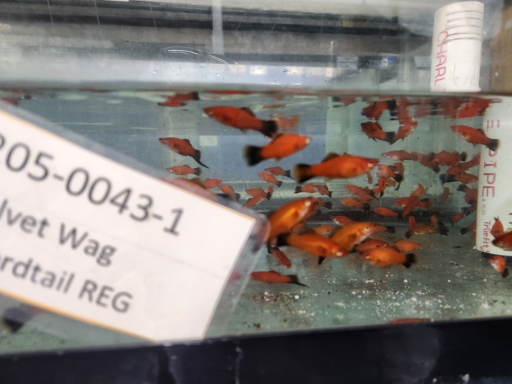 A group of fish in an aquarium with a sign.