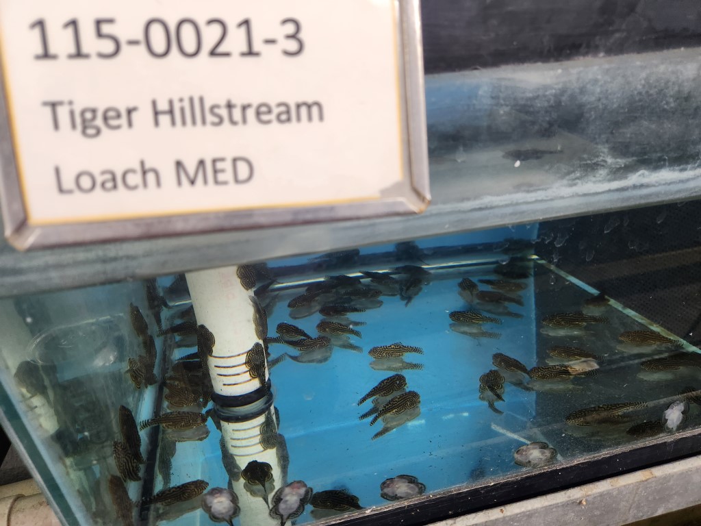 A group of fish in an aquarium with a sign.