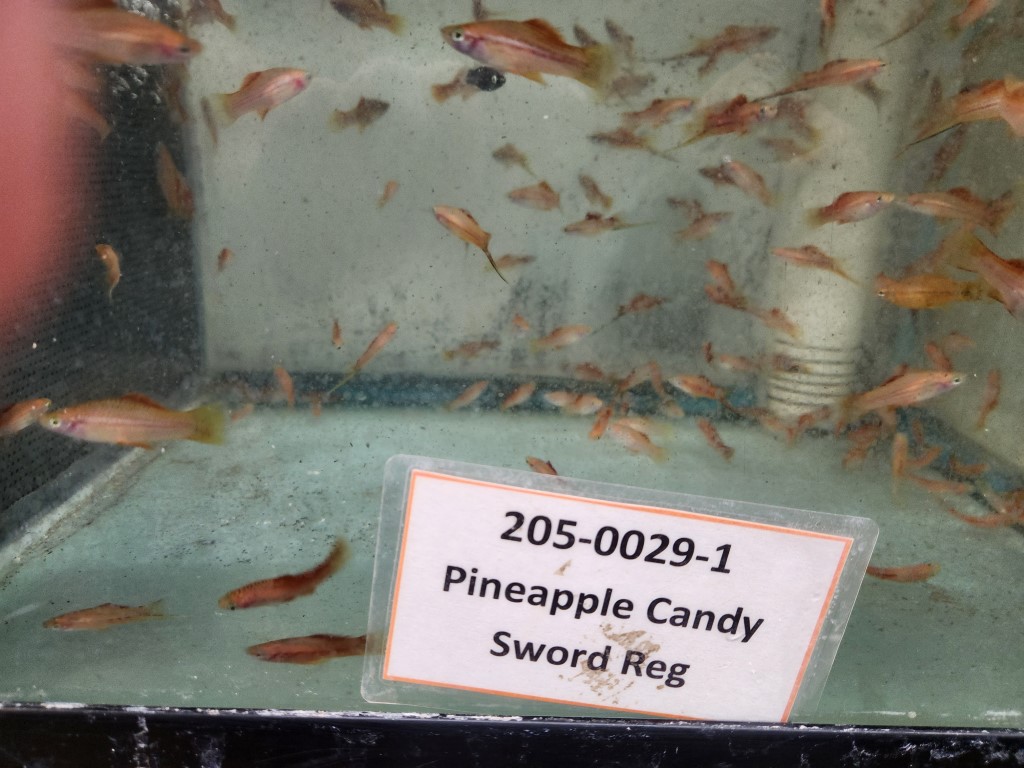 A sign that says pineapple candy sword reg