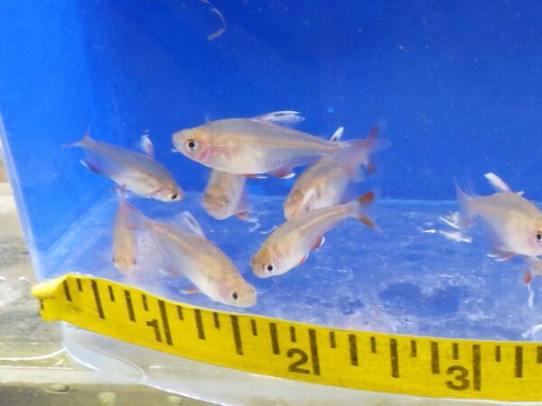 Whitefin "CandyCane" Tetra HY511 Reg