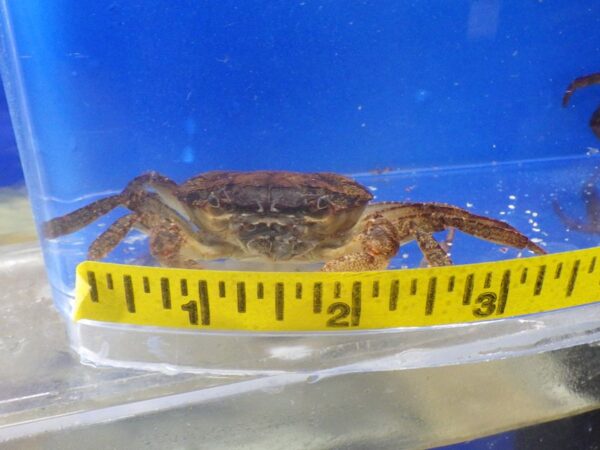 A crab is shown in front of a measuring tape.