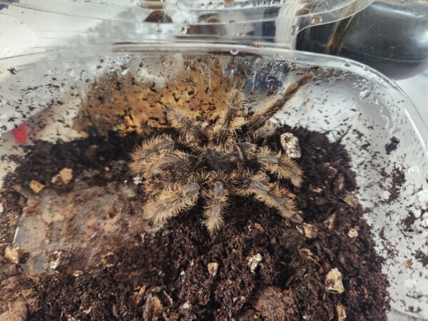 A bowl of dirt with a spider in it.