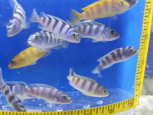 A group of fish swimming in an aquarium.