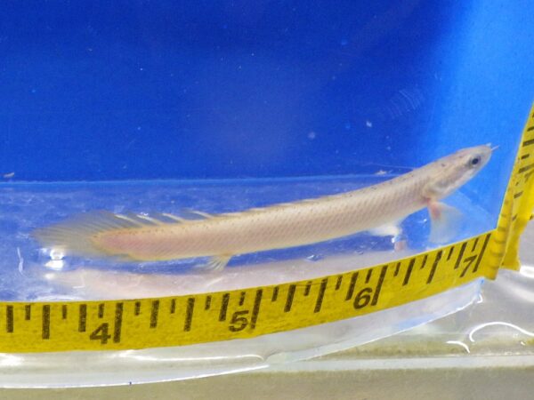 Dinosaur Senegalus Polypterus Reg