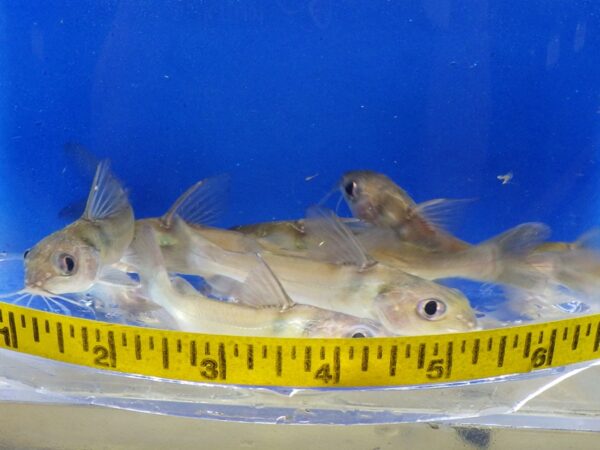 A group of fish in an aquarium with a measuring tape.