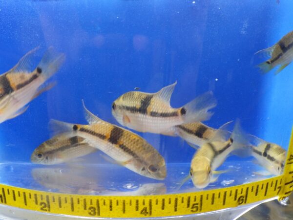 A group of fish in a bowl with a measuring tape around it.