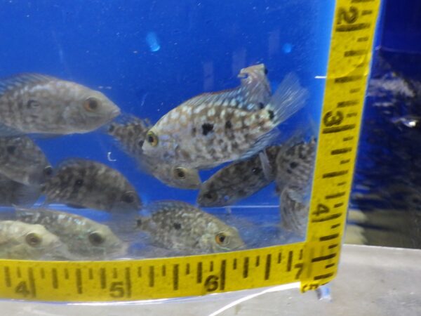 A group of fish in an aquarium with a measuring tape around it.