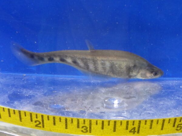 Clown Knife Fish Med 4"