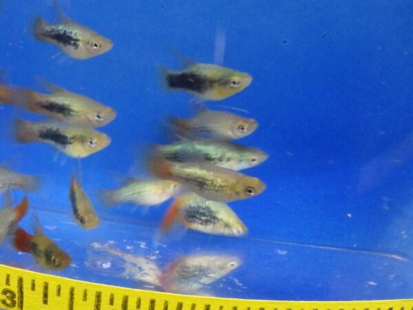 A group of fish swimming in an aquarium.