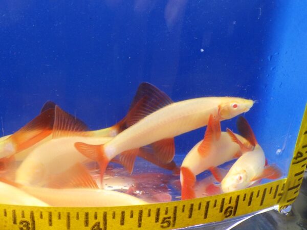 A group of fish in an aquarium with a measuring tape.